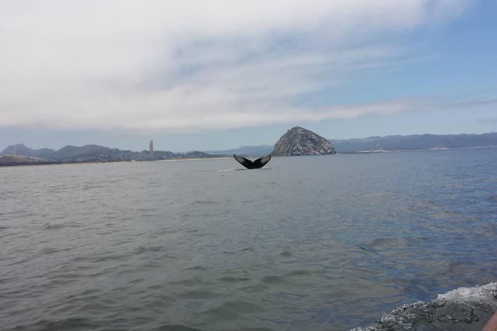 Apartment Harbor House In Morro Bay